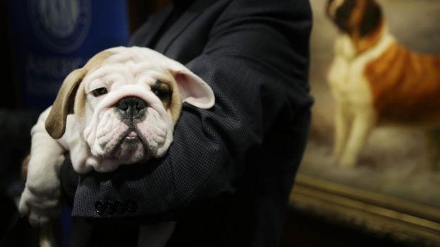 5 puppies worth $30,000 stolen from Arizona pet store